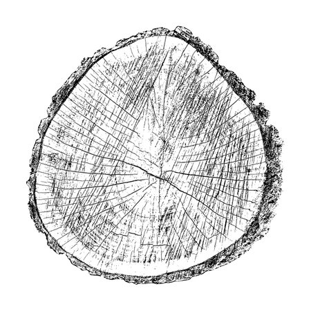 Distressed wood texture on white background. Cross section tree rings cut slice. Round wooden design elements. Vector illustration, EPS 10.のイラスト素材