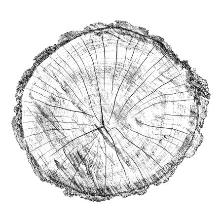 Distressed wood texture on white background. Cross section tree rings cut slice. Round wooden design elements. Vector illustration, EPS 10.のイラスト素材