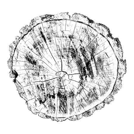 Distressed wood texture on white background. Cross section tree rings cut slice. Round wooden design elements. Vector illustration, EPS 10.のイラスト素材