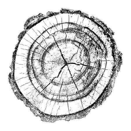 Distressed wood texture on white background. Cross section tree rings cut slice. Round wooden design elements. Vector illustration, EPS 10.のイラスト素材