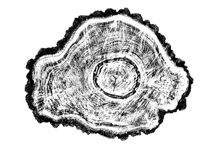 Distressed wood texture on white background. Cross section tree rings cut slice. Round wooden design elements. Vector illustration, EPS 10.のイラスト素材
