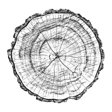 Distressed wood texture on white background. Cross section tree rings cut slice. Round wooden design elements. Vector illustration, EPS 10.のイラスト素材