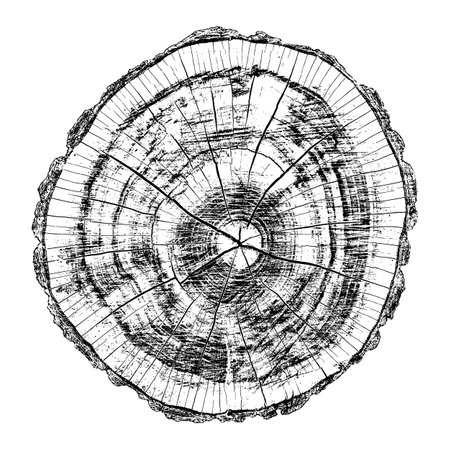 Distressed wood texture on white background. Cross section tree rings cut slice. Round wooden design elements. Vector illustration, EPS 10.のイラスト素材