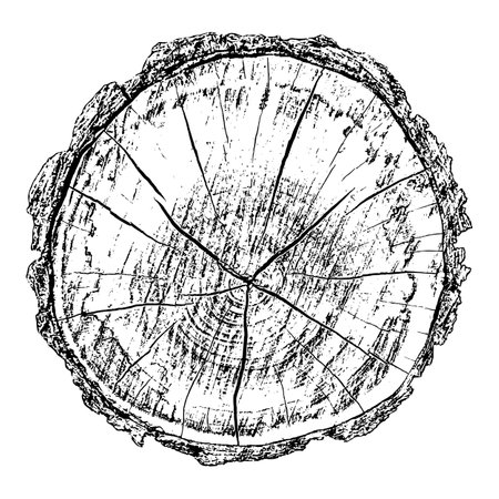 Distressed wood texture on white background. Cross section tree rings cut slice. Round wooden design elements. Vector illustration, EPS 10.のイラスト素材