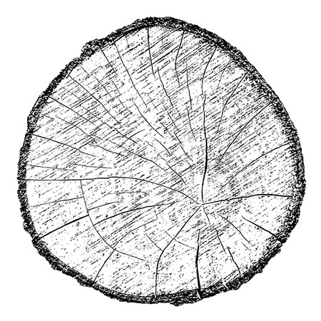 Distressed wood texture on white background. Cross section tree rings cut slice. Round wooden design elements. Vector illustration, EPS 10.のイラスト素材
