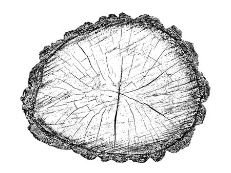 Distressed wood texture on white background. Cross section tree rings cut slice. Round wooden design elements. Vector illustration, EPS 10.のイラスト素材