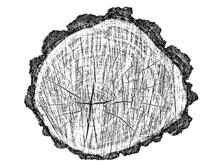 Distressed wood texture on white background. Cross section tree rings cut slice. Round wooden design elements. Vector illustration, EPS 10.のイラスト素材