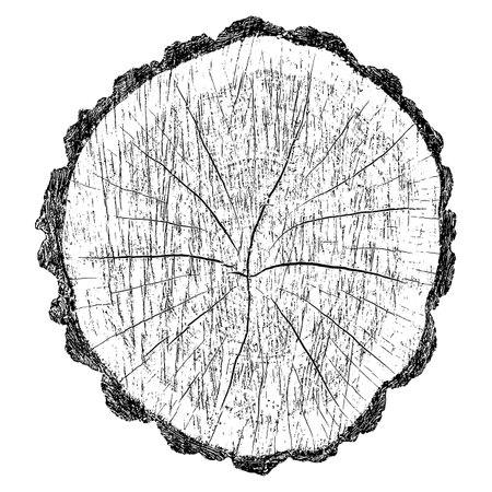 Distressed wood texture on white background. Cross section tree rings cut slice. Round wooden design elements. Vector illustration, EPS 10.のイラスト素材
