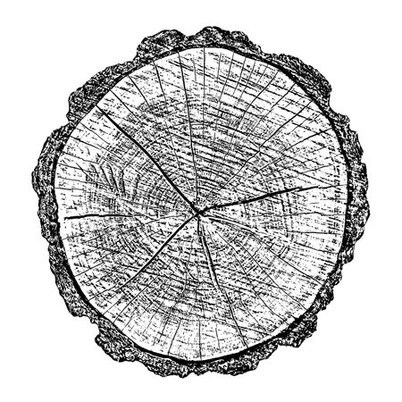 Distressed wood texture on white background. Cross section tree rings cut slice. Round wooden design elements. Vector illustration, EPS 10.のイラスト素材