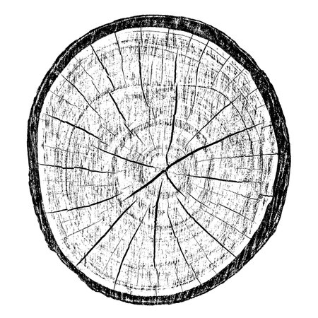 Distressed wood texture on white background. Cross section tree rings cut slice. Round wooden design elements. Vector illustration, EPS 10.のイラスト素材