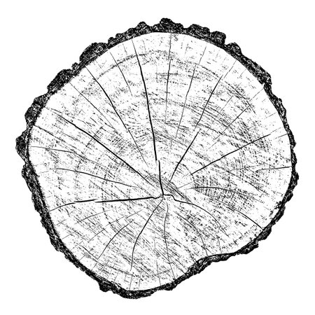 Distressed wood texture on white background. Cross section tree rings cut slice. Round wooden design elements. Vector illustration, EPS 10.のイラスト素材