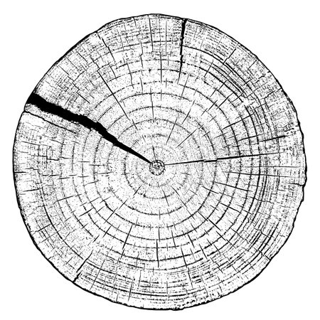 Distressed wood texture on white background. Cross section tree rings cut slice. Round wooden design elements. Vector illustration, EPS 10.のイラスト素材