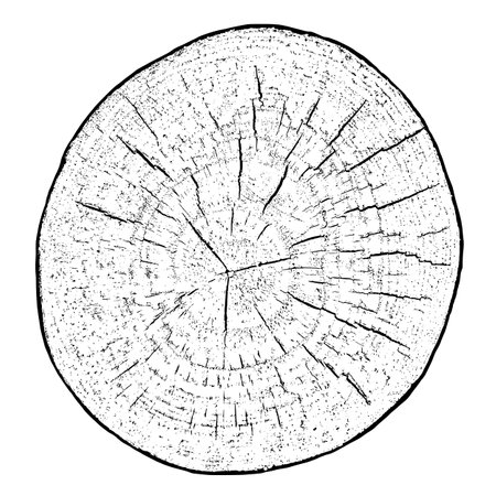Distressed wood texture on white background. Cross section tree rings cut slice. Round wooden design elements. Vector illustration, EPS 10.のイラスト素材
