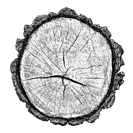 Distressed wood texture on white background. Cross section tree rings cut slice. Round wooden design elements. Vector illustration, EPS 10.のイラスト素材