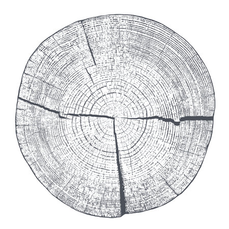Distressed wood texture on white background. Cross section tree rings cut slice. Round wooden design elements. Vector illustration, EPS 10.のイラスト素材