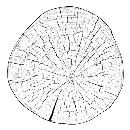 Distressed wood texture on white background. Cross section tree rings cut slice. Round wooden design elements. Vector illustration, EPS 10.のイラスト素材