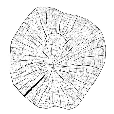 Distressed wood texture on white background. Cross section tree rings cut slice. Round wooden design elements. Vector illustration, EPS 10.のイラスト素材