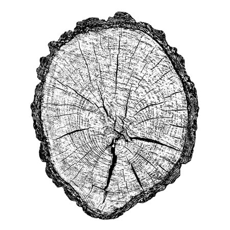 Distressed wood texture on white background. Cross section tree rings cut slice. Round wooden design elements. Vector illustration, EPS 10.のイラスト素材
