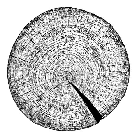 Wood texture cross section of tree rings. Cut slice of wooden stump isolated on white. Textured surface with rings and cracks. Black background made of hardwood from the forest. Vector illustration.のイラスト素材