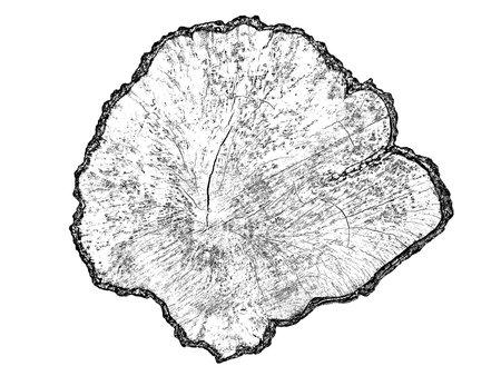 Wood texture cross section of tree rings. Cut slice of wooden stump isolated on white. Textured surface with rings and cracks. Black background made of hardwood from the forest. Vector illustration. EPS 10.のイラスト素材