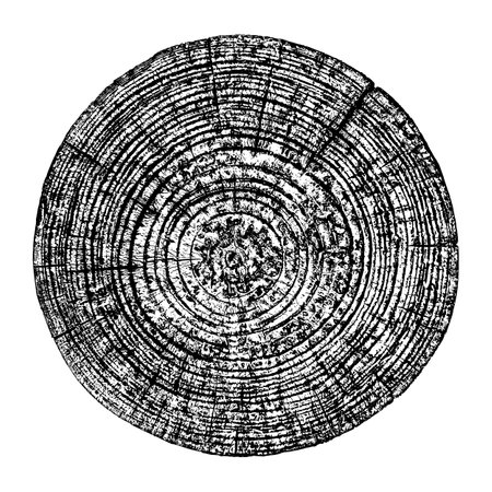 Wood texture cross section of tree rings. Cut slice of wooden stump isolated on white. Textured surface with rings and cracks. Black background made of hardwood from the forest. Vector illustration. EPS 10.のイラスト素材
