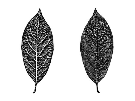 Black leaf realistic texture overlay isolated on white background. Dark stamp with foliage, old, grunge, grainy, vintage, worn, dust effect. Abstract leaves macro. Plant pattern closeup. Vector illustration, EPS 10.のイラスト素材