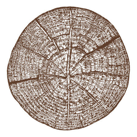 Wood texture cross section of tree rings. Cut slice of wooden stump isolated on white. Textured surface with rings and cracks. Brown background made of hardwood from the forest. Vector illustration. EPS 10.のイラスト素材