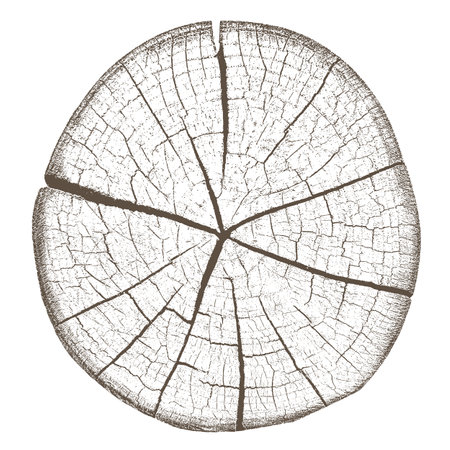 Wood texture cross section of tree rings. Cut slice of wooden stump isolated on white. Textured surface with rings and cracks. Brown background made of hardwood from the forest. Vector illustration. EPS 10.のイラスト素材
