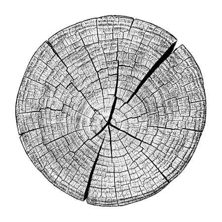 Ð¡ross section of wood texture. Tree rings. Cut slice of wooden print isolated on white. Textured surface with rings and cracks. Background made of hardwood from the forest.のイラスト素材