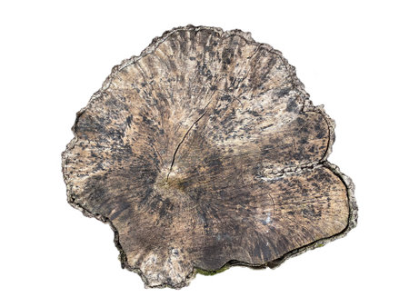 Cross section of tree trunk isolated on white background. Wood texture of tree rings. Cut slice of wooden stump. Textured surface with rings and cracks. Background made of hardwood from the forest.の写真素材