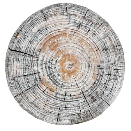 Cross section of tree trunk isolated on white background. Wood texture of tree rings. Cut slice of wooden stump. Textured surface with rings and cracks. Background made of hardwood from the forest.の写真素材