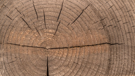 Cross section of tree trunk background. Old wood texture of tree rings. Cut slice of wooden stump. Textured surface with rings and cracks. Background made of hardwood from the forest.の写真素材