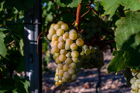 Green grapes hanging on branch. Vineyard industry. Grapes farm. Close up of ripe grape bunches.の写真素材