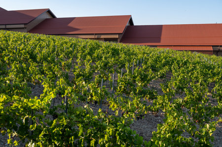 Rows of grapes cultivated in summer vineyard. Vineyard in winery farm. Grape vines are tied to poles. Blue, purple, red, black, burgundy, green, white grapes on vine.の写真素材