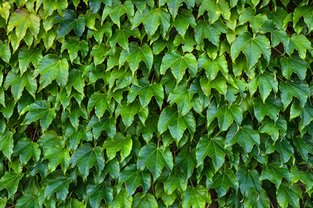 Green grapes leaves wall. Garden background. Abstract foliage pattern texture. Closeup nature hedge....