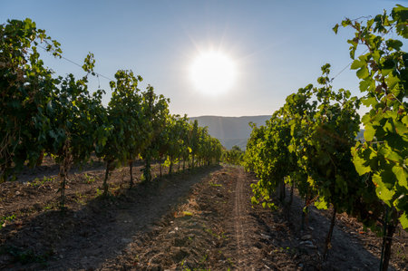 Grapes cultivated in summer vineyard in mountains. Vineyard in mountain winery farm. Grape vines are tied to poles. Blue, purple, red, black, burgundy, green, white grapes on vine.の写真素材