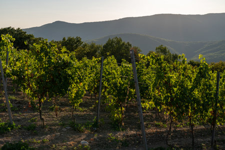 Grapes cultivated in summer vineyard in mountains. Vineyard in mountain winery farm. Grape vines are tied to poles. Blue, purple, red, black, burgundy, green, white grapes on vine.の写真素材