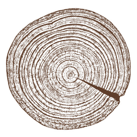 Wood texture cross section of tree rings. Cut slice of wooden stump isolated on white. Textured surface with rings and cracks. Brown background made of hardwood from the forest. Vector illustration. EPS 10.のイラスト素材