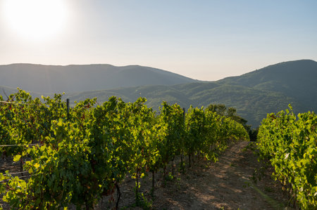 Grapes cultivated in summer vineyard in mountains. Vineyard in mountain winery farm. Grape vines are tied to poles. Blue, purple, red, black, burgundy, green, white grapes on vine.の写真素材