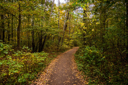Path in autumn forest. Scenic view of bright orange and green trees. Road in the forest park. Beautiful forest alley landscape.の写真素材