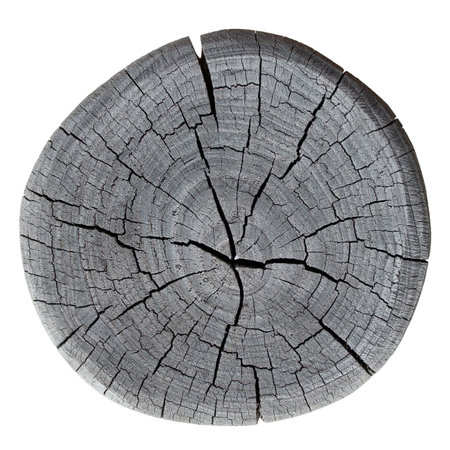 Cross section of tree trunk isolated on white background. Wood texture of tree rings. Cut slice of wooden stump. Textured surface with rings and cracks. Background made of hardwood from the forest.の写真素材