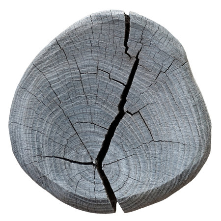 Cross section of tree trunk isolated on white background. Wood texture of tree rings. Cut slice of wooden stump. Textured surface with rings and cracks. Background made of hardwood from the forest.の写真素材