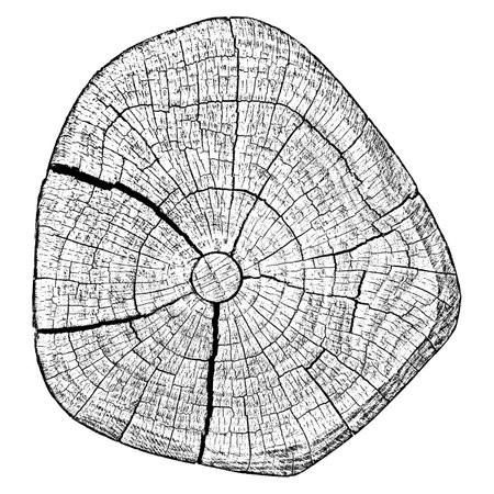 Tree wood texture. Wooden old trunk. Cut timber log. Abstract rings nature pattern. Black circle stump. Wood cross section. Vector illustration. EPS 10.のイラスト素材