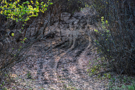 Path in forest. Off-road in the forest park.の写真素材