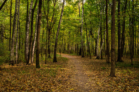 Path in autumn forest. Scenic view of bright orange and green trees. Road in the forest park. Beautiful forest alley landscape.の写真素材