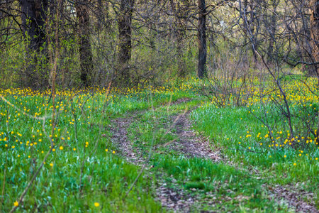 Path in forest. Road in the forest park. Scenic view of trees bright green grass and flowers....
