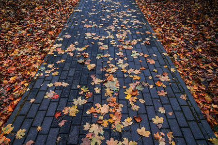 Texture autumn maple leaves. Yellow and red leaves on the paving stones. Fall foliage abstract pattern.の写真素材