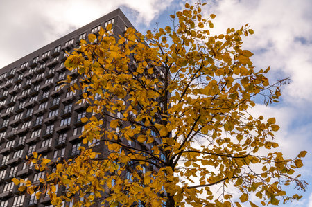 Residential skyscraper through the branches of autumn trees in business district against blue sky. Looking up high-rise residential buildings. Day time, park, fall. Angled view. Defocus background.の写真素材
