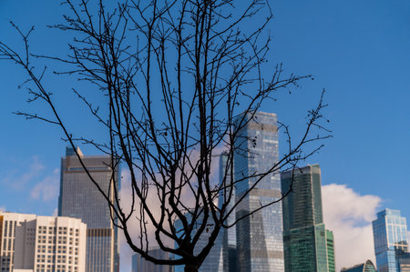 Skyscrapers through the branches of autumn trees in business district against blue sky. Looking up high-rise office buildings. Day time, park, fall. Angled view. Defocus background.の写真素材