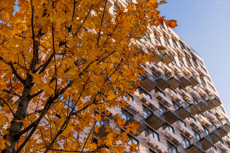 Residential skyscraper through the branches of autumn trees in business district against blue sky. Looking up high-rise residential buildings. Day time, park, fall. Angled view. Defocus background.の写真素材